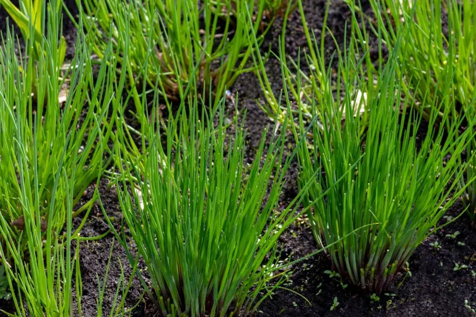 Pažitka pobřežní (Allium schoenoprasum)