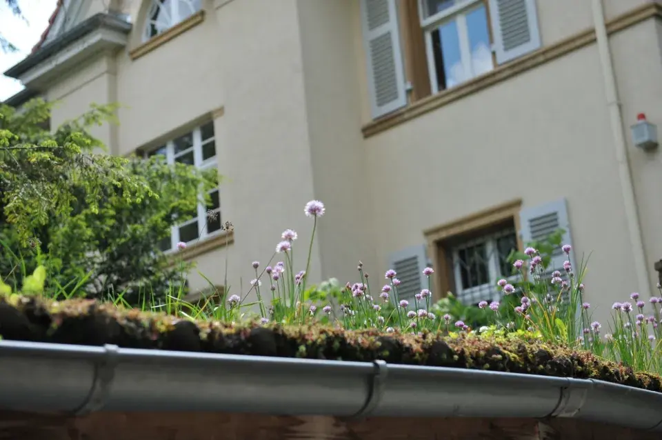 Pažitka pobřežní (Allium schoenoprasum)