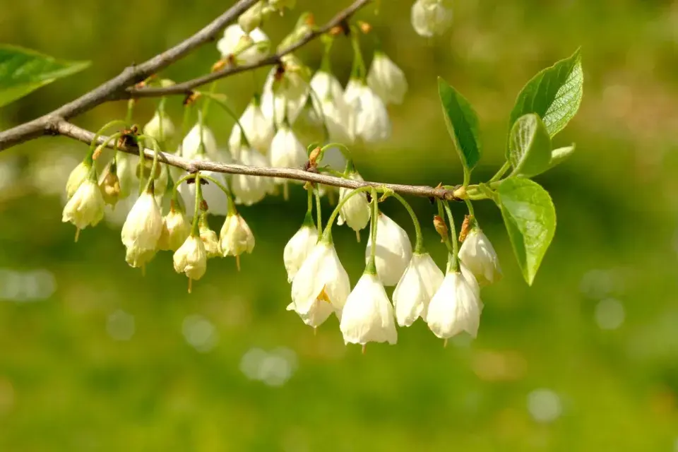 Halézie karolínská (Halesia carolina)