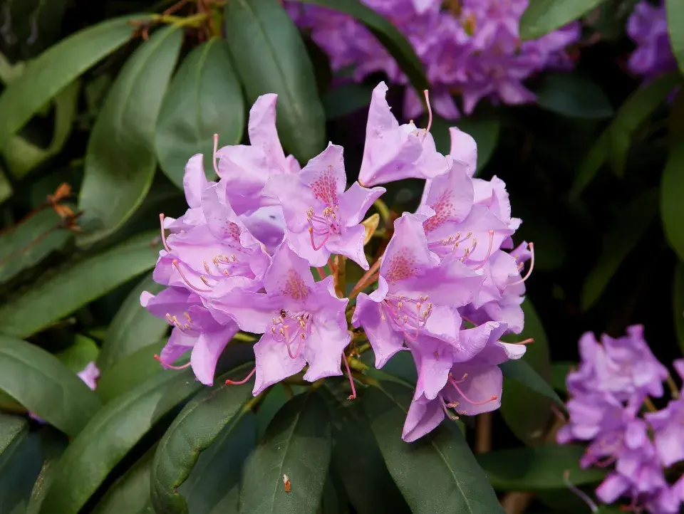 Rododendron ´Lila Flame´