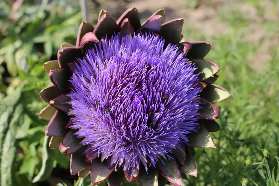 Květenství artyčoku