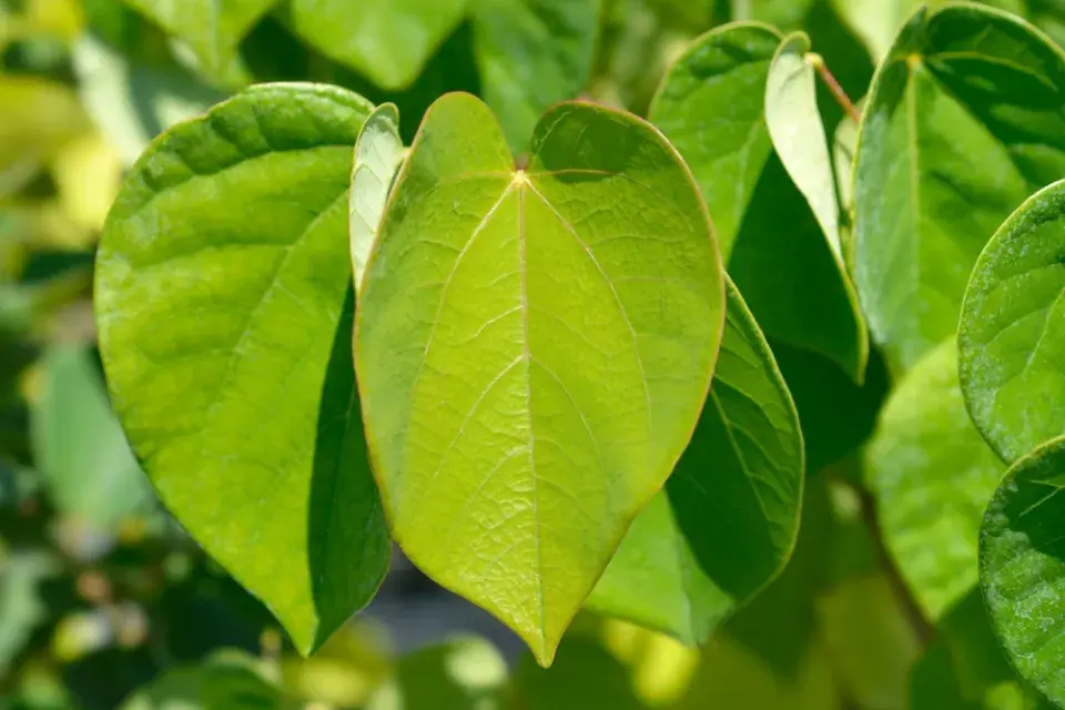 Zmarlika čínská (Cercis chinensis)