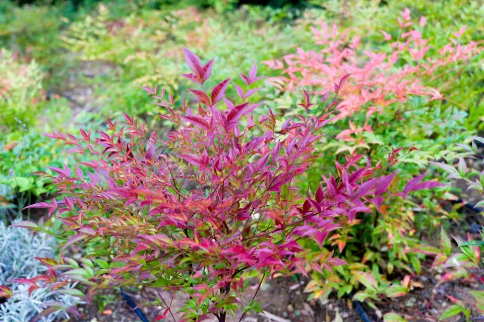 Nandina domácí neboli nebeský bambus
