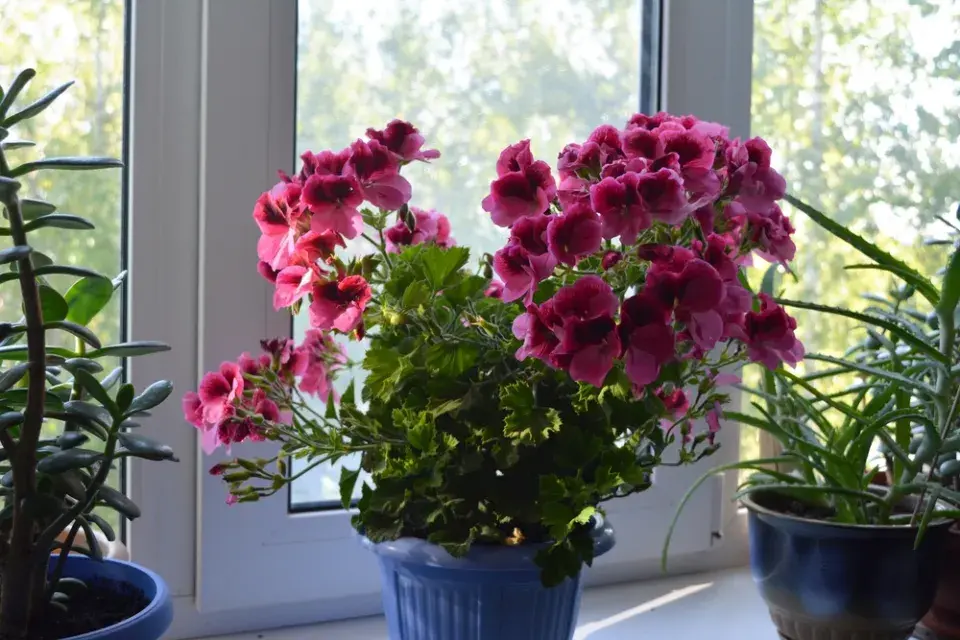 Anglický muškát neboli muškát královský (Pelargonium grandiflorum) 