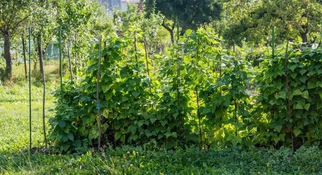 Fazol obecný (Phaseolus vulgaris)