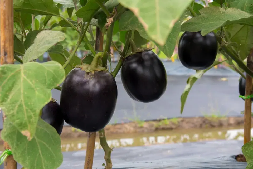 Lilek vejcoplodý neboli baklažán (Solanum melongena) 