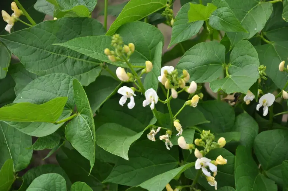 Fazol obecný (Phaseolus vulgaris)