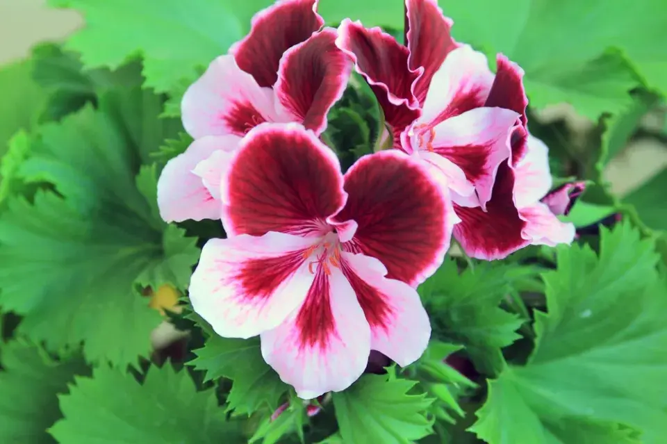Anglický muškát neboli muškát královský (Pelargonium grandiflorum) 
