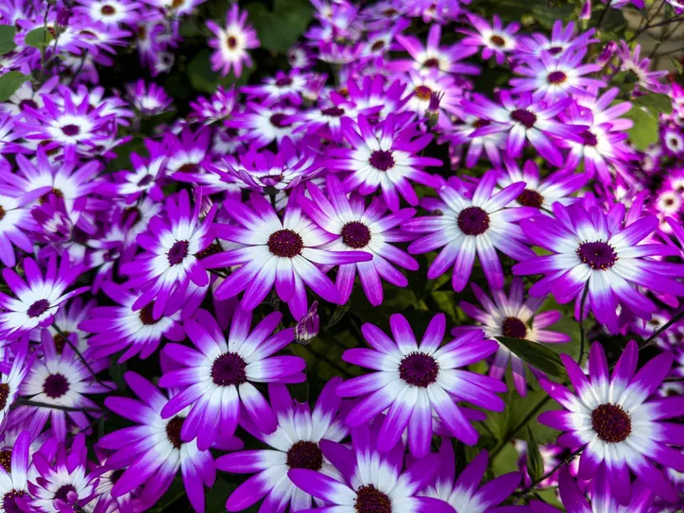 Cinerárie (Cineraria cruentus či Senecio hybridus) 