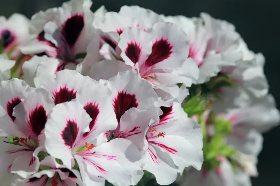 Anglický muškát neboli muškát královský (Pelargonium grandiflorum) 