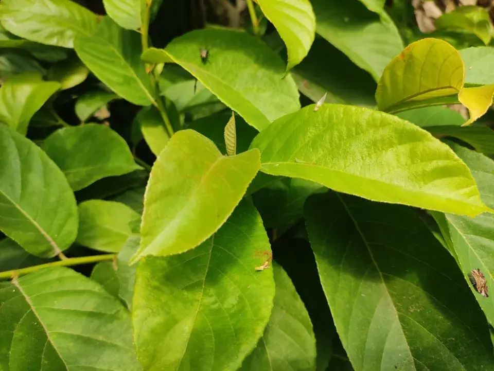 Halézie karolínská (Halesia carolina)