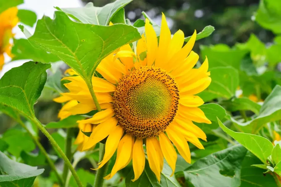 Slunečníce roční (Helianthus annus)