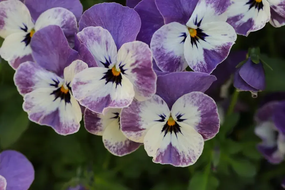 Violka rohatá (Viola cornuta)
