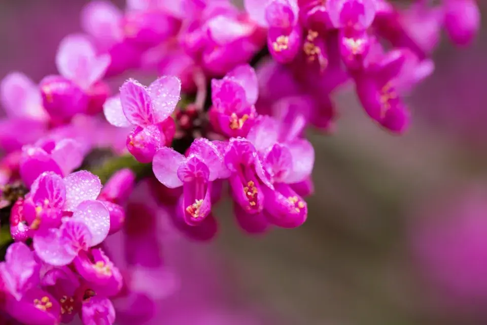 Zmarlika čínská (Cercis chinensis)