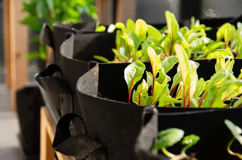 V textilních květináčích můžete pěstovat třeba mangold 