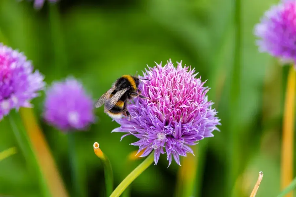 Pažitka pobřežní (Allium schoenoprasum)