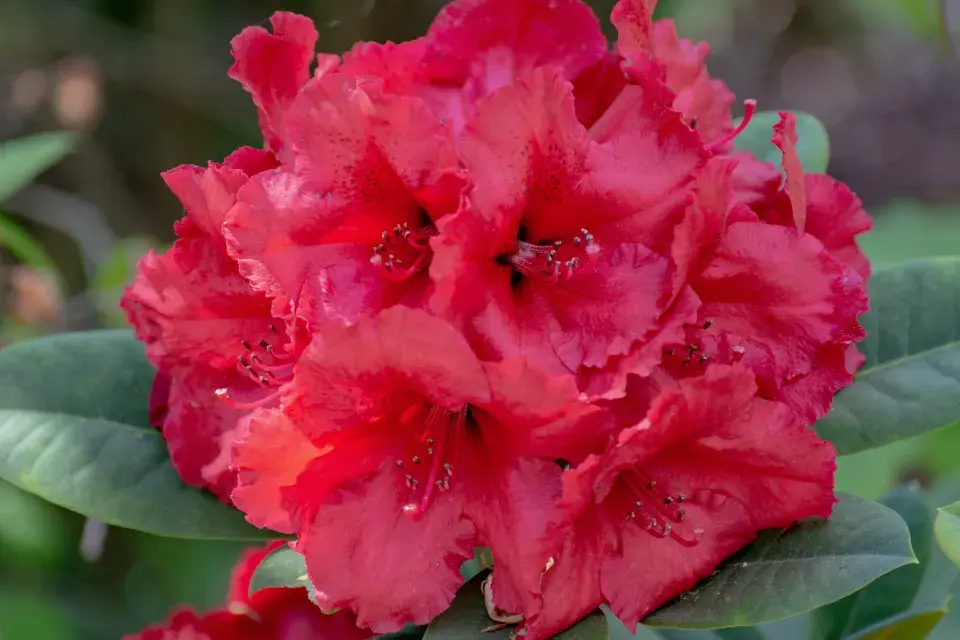 Rododendron ´Red Dragon´ 