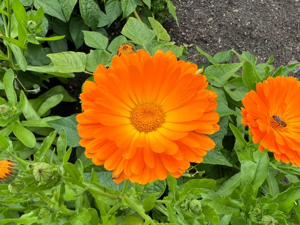 Měsíček lékařský