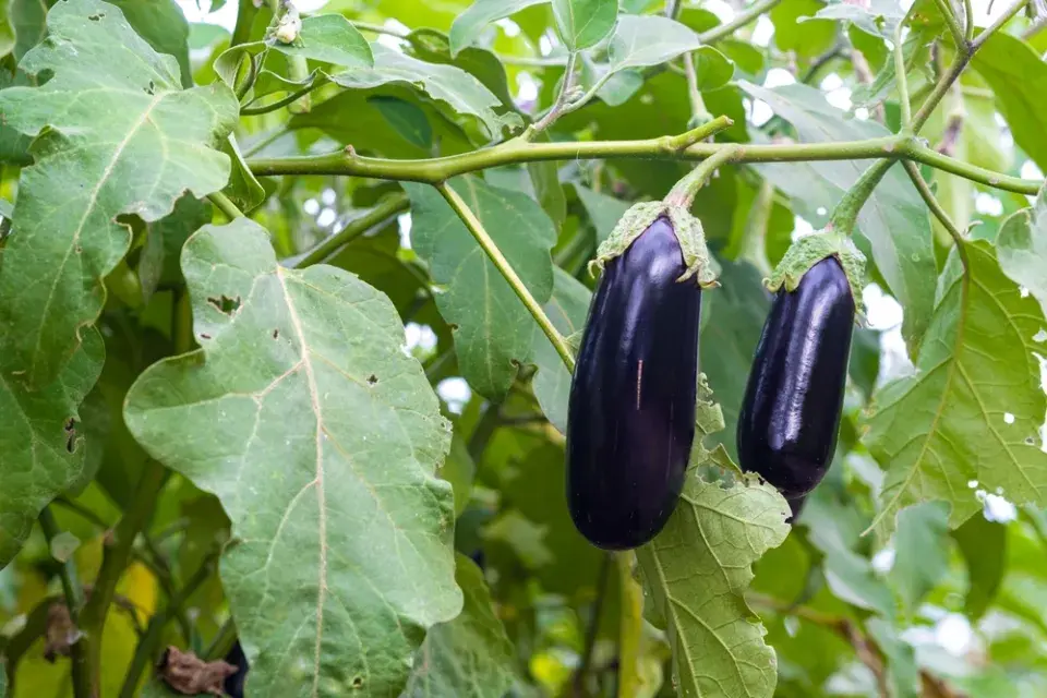 Lilek vejcoplodý neboli baklažán (Solanum melongena) 