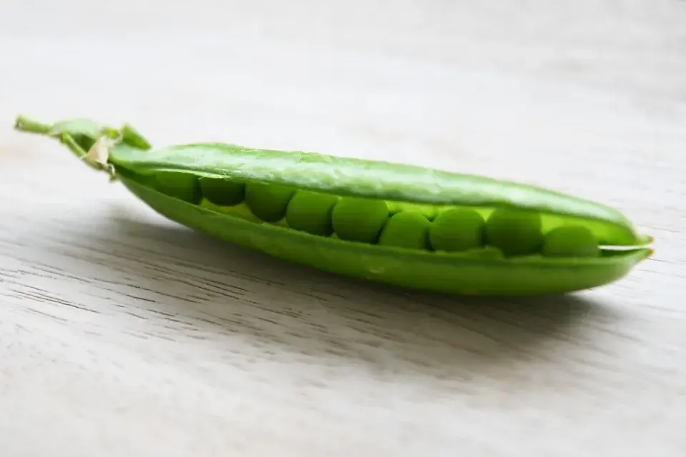 Hrách setý (Pisum sativum) 