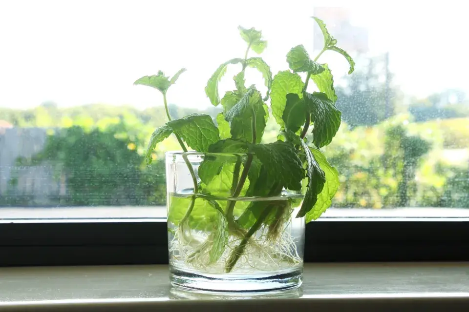 Máta peprná (Mentha × piperita)