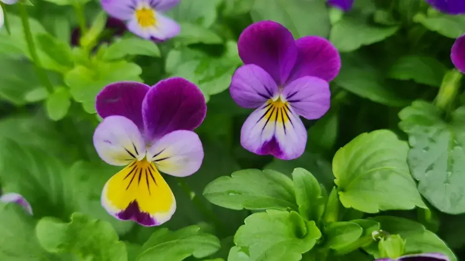 Violka rohatá (Viola cornuta)