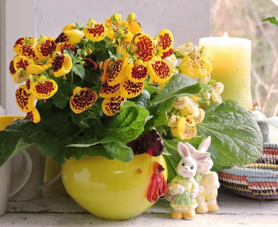 Pantoflíček (Calceolaria herbeohybrida)