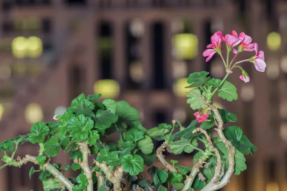 Anglický muškát neboli muškát královský (Pelargonium grandiflorum) 