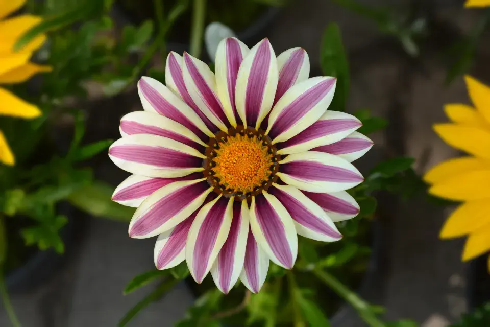 Bílá a růžová gazánie