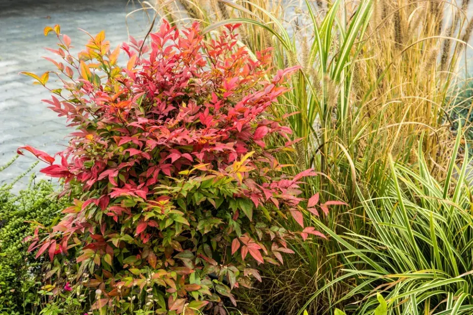 Nandina domácí neboli nebeský bambus