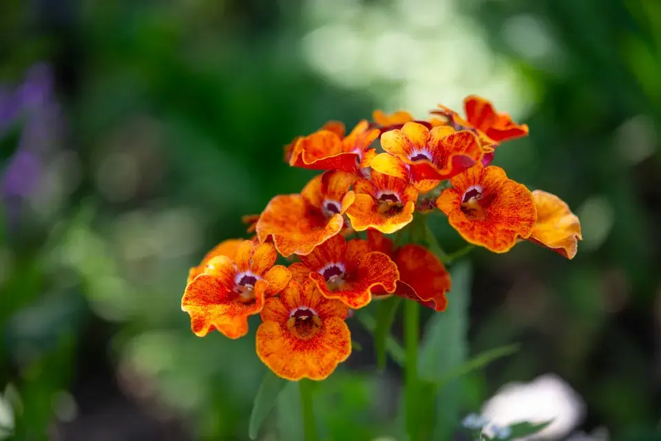 Oranžová Nemesia, hledíkovka 