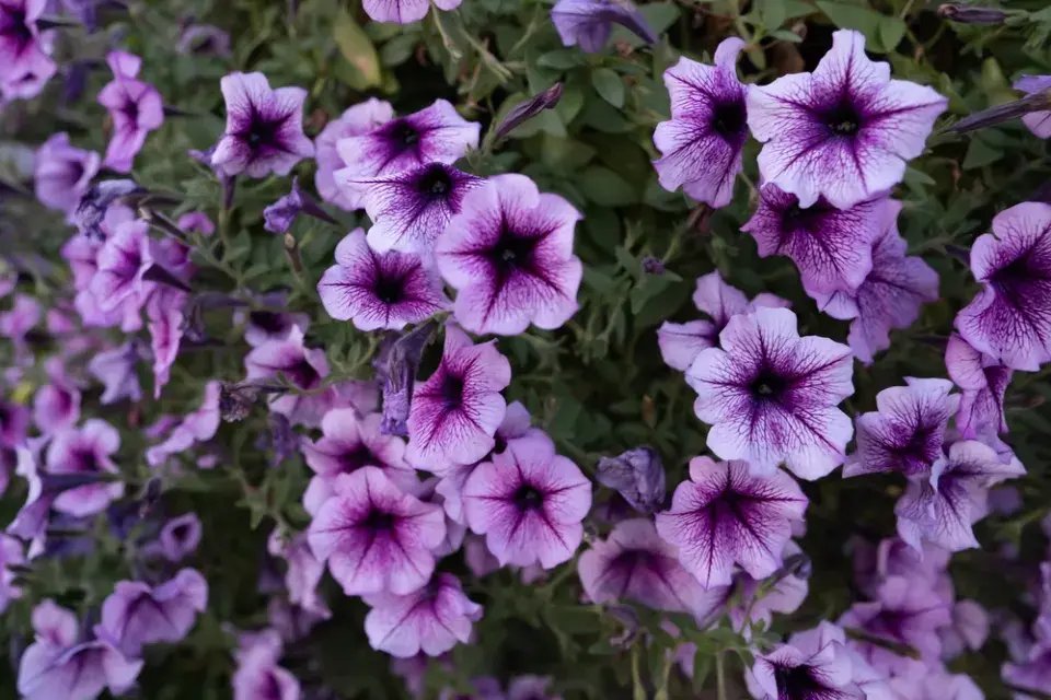 Petunia Flowers ,Supertunia Bordeaux petunias 