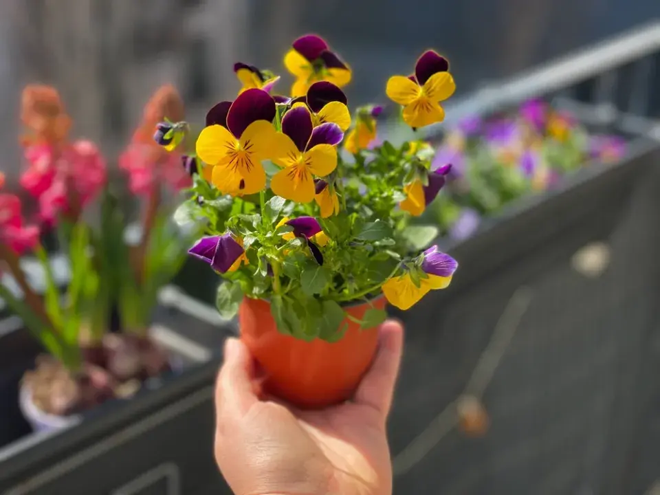 Violka rohatá (Viola cornuta)