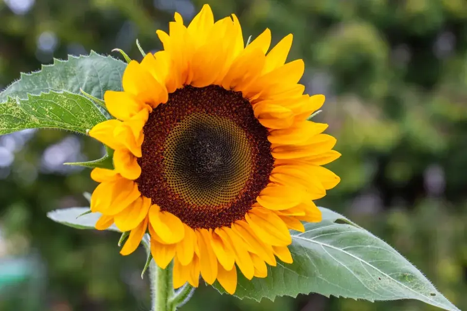 Slunečníce roční (Helianthus annus)