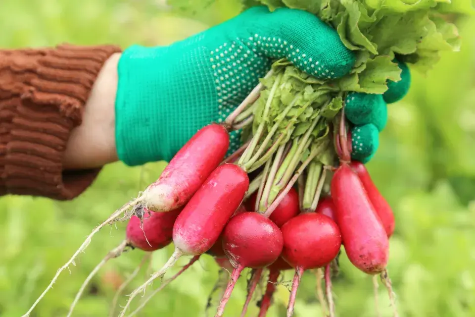 Kdy sklidit ředkvičky