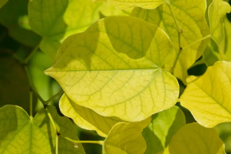 Zmarlika čínská (Cercis chinensis)