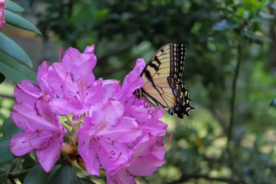 Rododendron ´Pink Tiger´