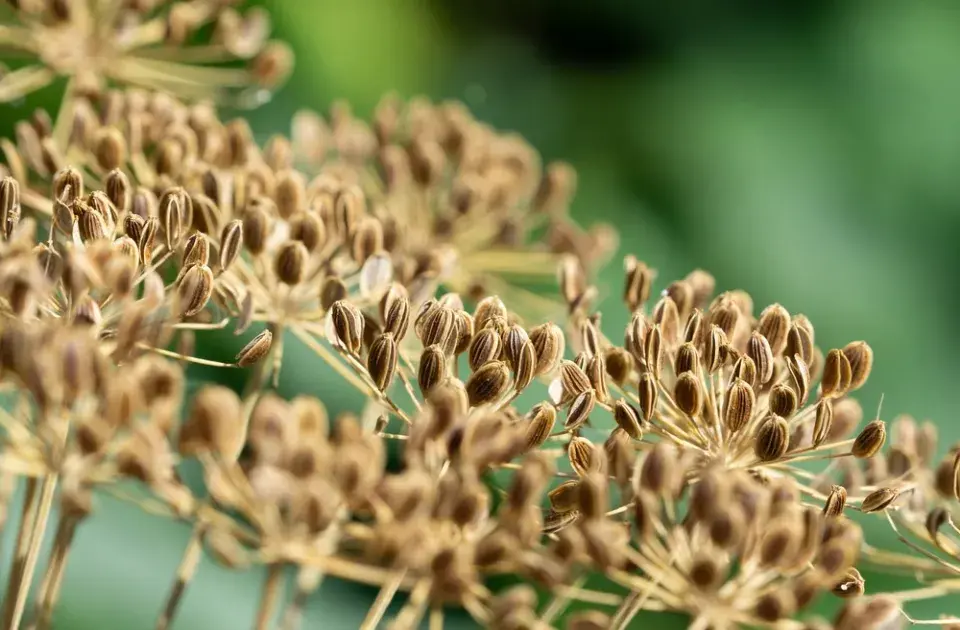 Kopr vonný (Anethum graveolens)