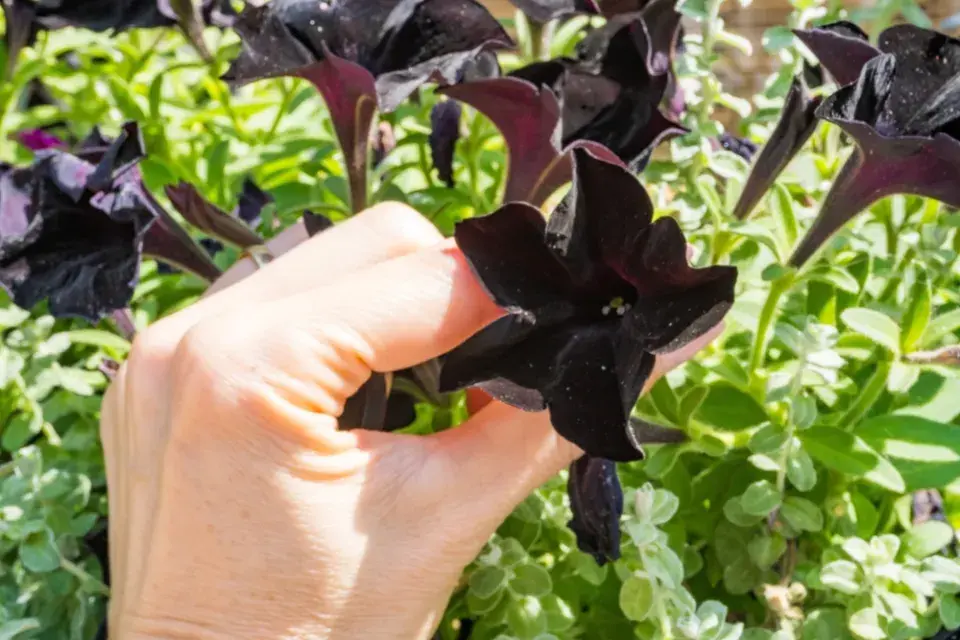 Petunia Black Supertunia Royal Magenta 