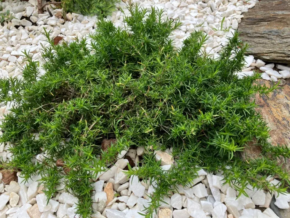 Plamenka šídlovitá (Phlox subulata) 