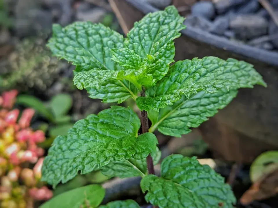 Máta peprná (Mentha × piperita)