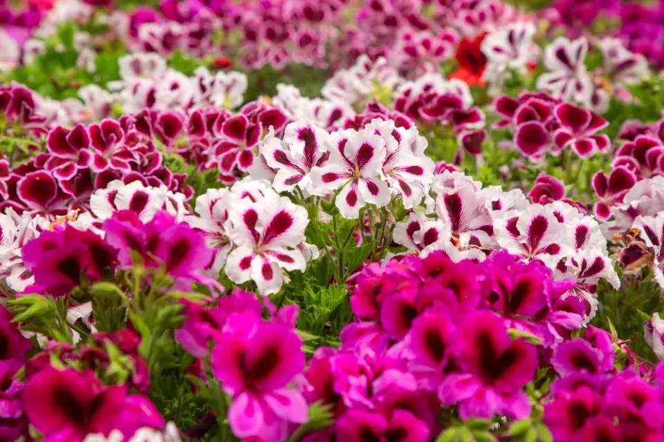 Anglický muškát neboli muškát královský (Pelargonium grandiflorum) 
