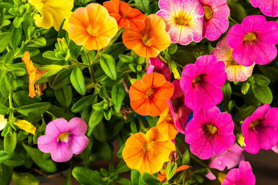Calibrachoa Million Bells Series - Mini petunia. Žluté, oranžové a fialové květy Calibrachoa close-up