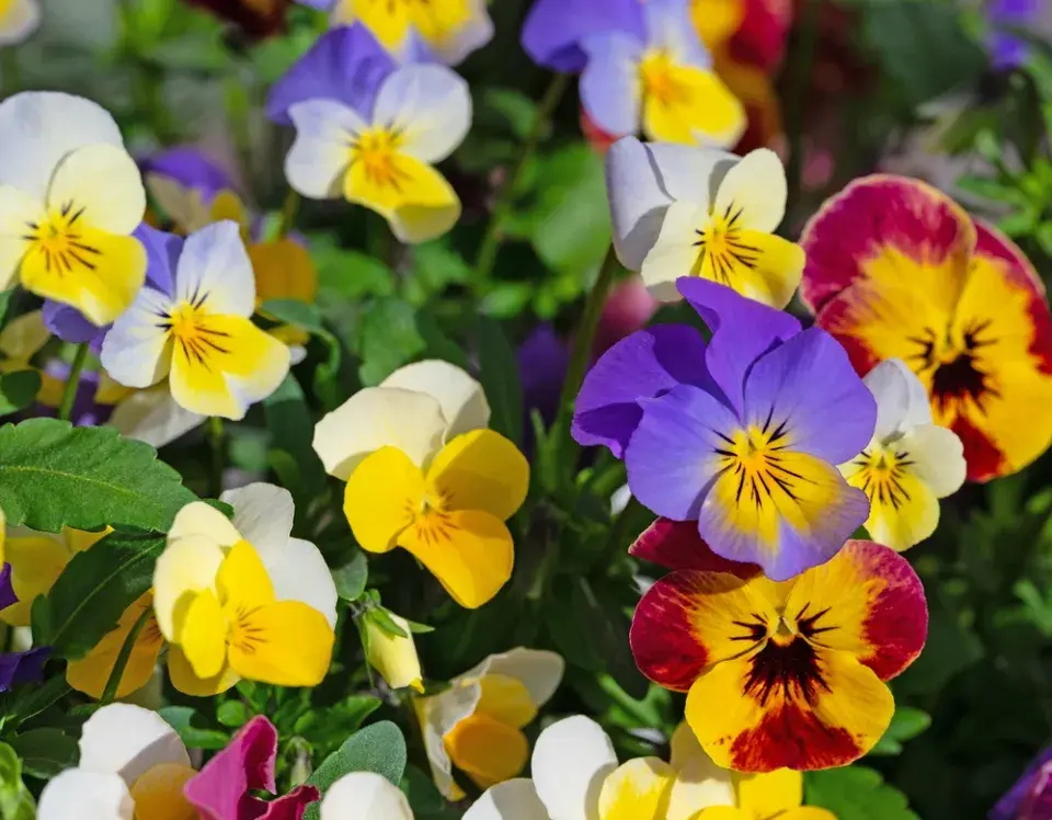 Violka rohatá (Viola cornuta)