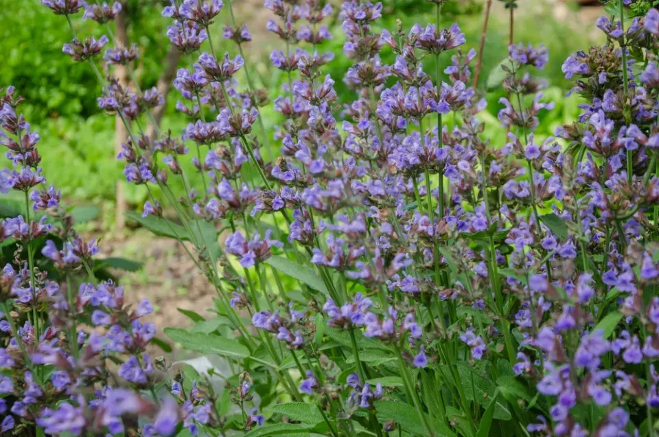 Šalvěj lékařská (Salvia officinalis)