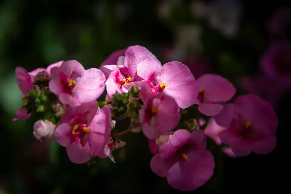 Nemesia strumosa růžová varianta 