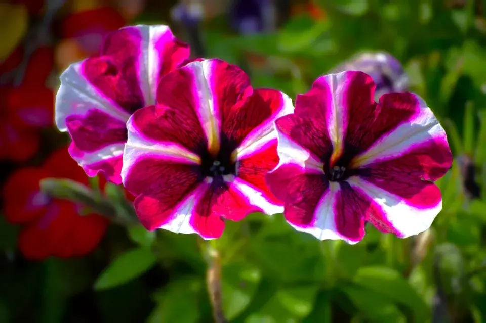Petunia 'Bonnie Magenta Star'