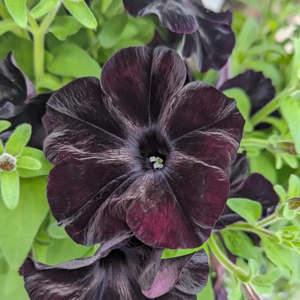 Trailing Black Petunia 