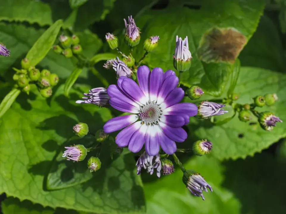 Cinerárie (Cineraria cruentus či Senecio hybridus) 