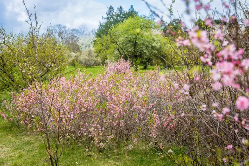 Mandloň nízká (Prunus tenella)